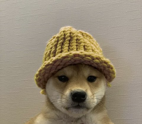 DOGWIFHAT